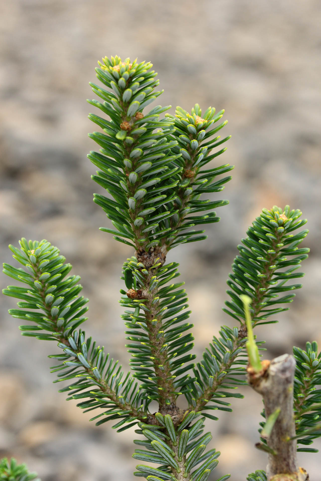 Abies koreana 